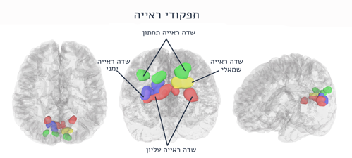 fmri4