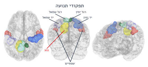 fmri3